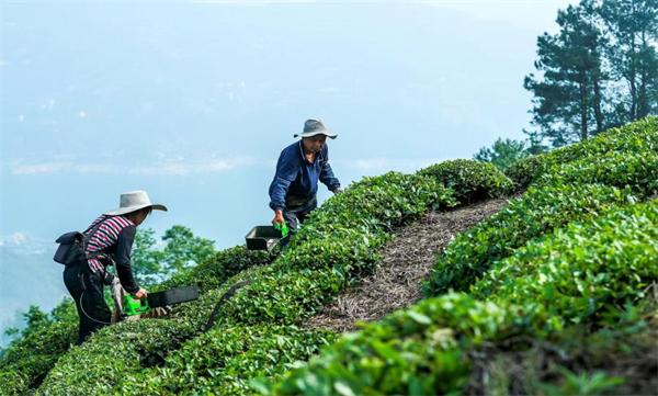 科技文旅双轮驱动 夷陵乡村振兴谱新篇